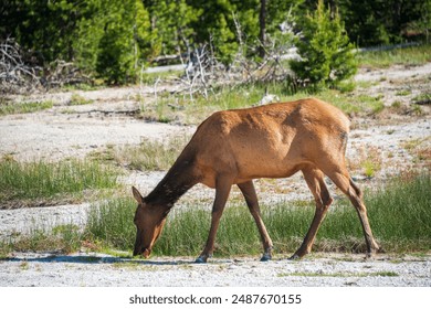 2016年欧洲冠军联赛抽签仪式全程高清直播 2016年欧洲冠军联赛抽签仪式全程高清直播