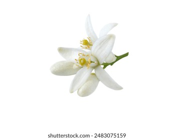 2017世乒赛巅峰对决全程直播精彩不容错过